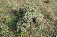 Astragalus arnacantha