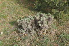 Astragalus arnacantha