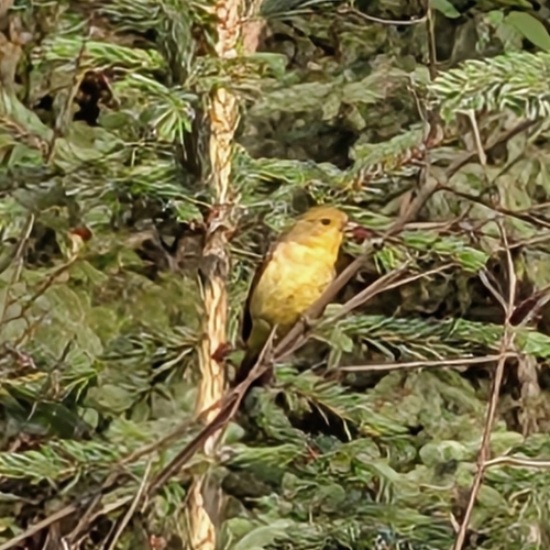 Western Tanager