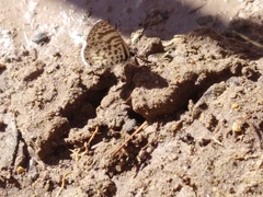 Leptotes cassius cassius