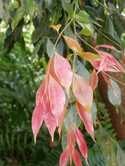 Syzygium unipunctatum