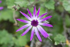 Pericallis lanata