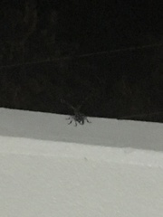 Lamiinae
