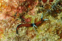 Roboastra gracilis