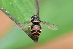 Paragus crenulatus