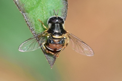 Paragus crenulatus