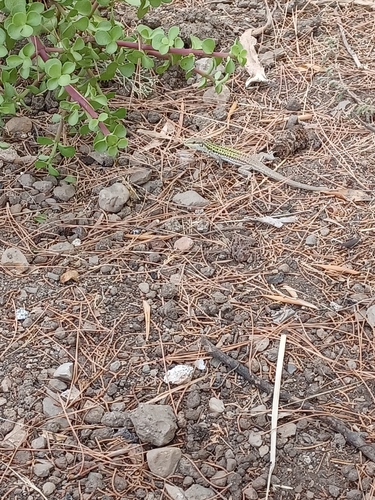 Italian Wall Lizard