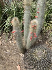Cleistocactus