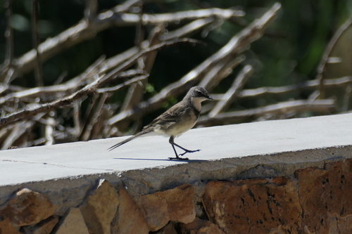 iNaturalist: (c) carstenfuchs, some rights reserved (CC BY-NC) iNaturalist image