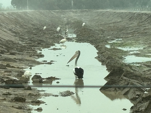 Australian Pelican