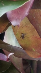 Asaphobelis physonychus