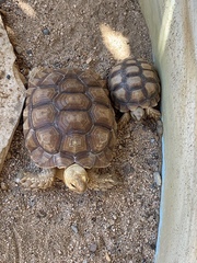 Centrochelys