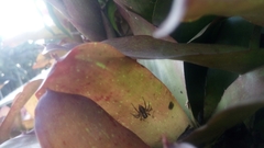 Asaphobelis physonychus