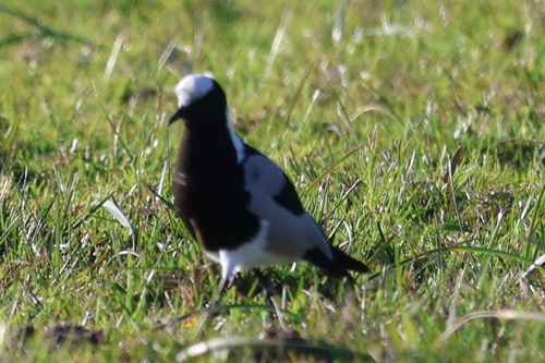 iNaturalist: (c) Gerhard Lemmer, some rights reserved (CC BY-NC), uploaded by Gerhard Lemmer iNaturalist image