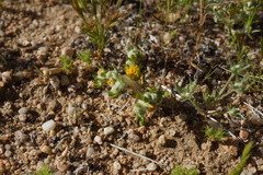 Eriophyllum pringlei