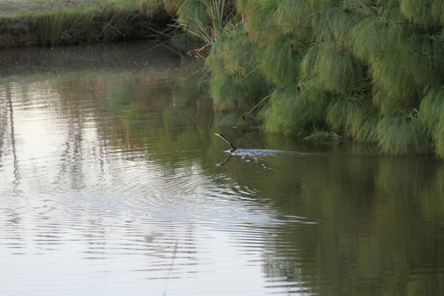 iNaturalist image