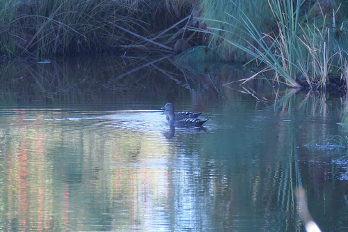 iNaturalist image
