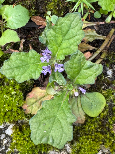 Ajuga decumbens observed 2026-07-19
