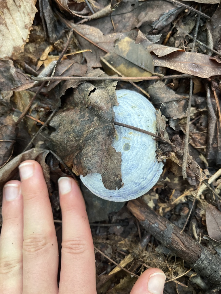 indigo milk cap · July 2026 · photo: Photo: (c) Oliver Hassell, some rights reserved (CC BY) · iNaturalist