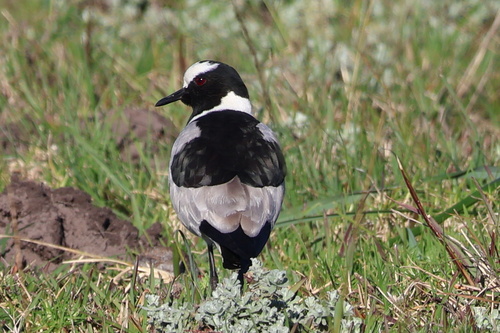 iNaturalist: (c) Gerhard Lemmer, some rights reserved (CC BY-NC), uploaded by Gerhard Lemmer iNaturalist image