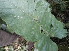 Alfredia cernua