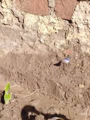 Leptotes cassius cassius