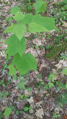striped maple