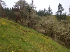 Crocidium multicaule