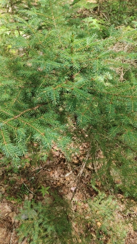 red spruce