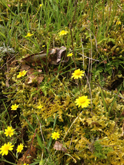 Crocidium multicaule