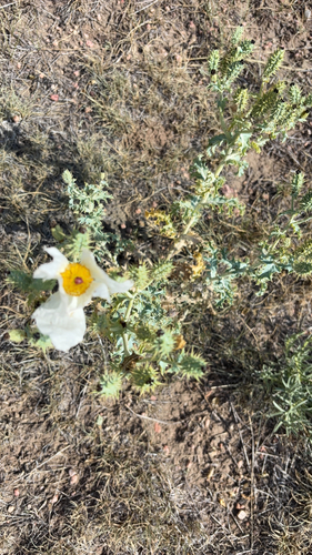 thistle poppy