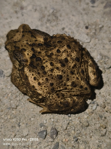 Asiatic Toad