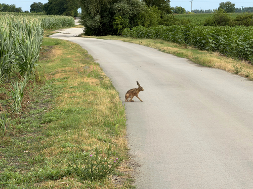Brown Hare