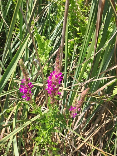 purple loosestrife