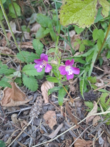 Great Willowherb