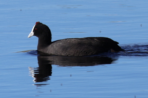 iNaturalist: (c) Gerhard Lemmer, some rights reserved (CC BY-NC), uploaded by Gerhard Lemmer iNaturalist image