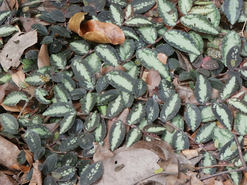 Procris repens