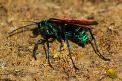 Pepsis pallidolimbata