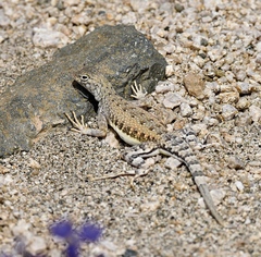 Callisaurus draconoides rhodostictus