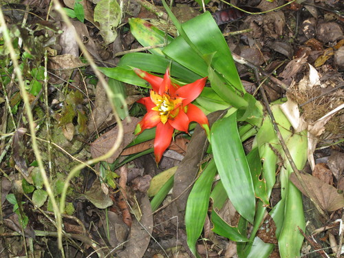 Guzmania lingulata