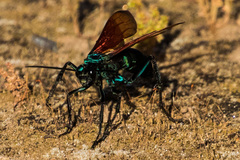 Pepsis pallidolimbata