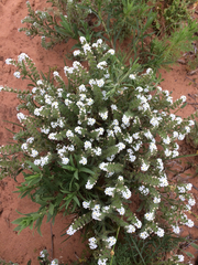 Cryptantha crassisepala crassisepala