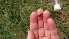 Sphenophorus striatopunctatus