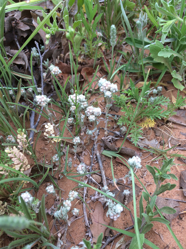 Diaperia verna var. verna