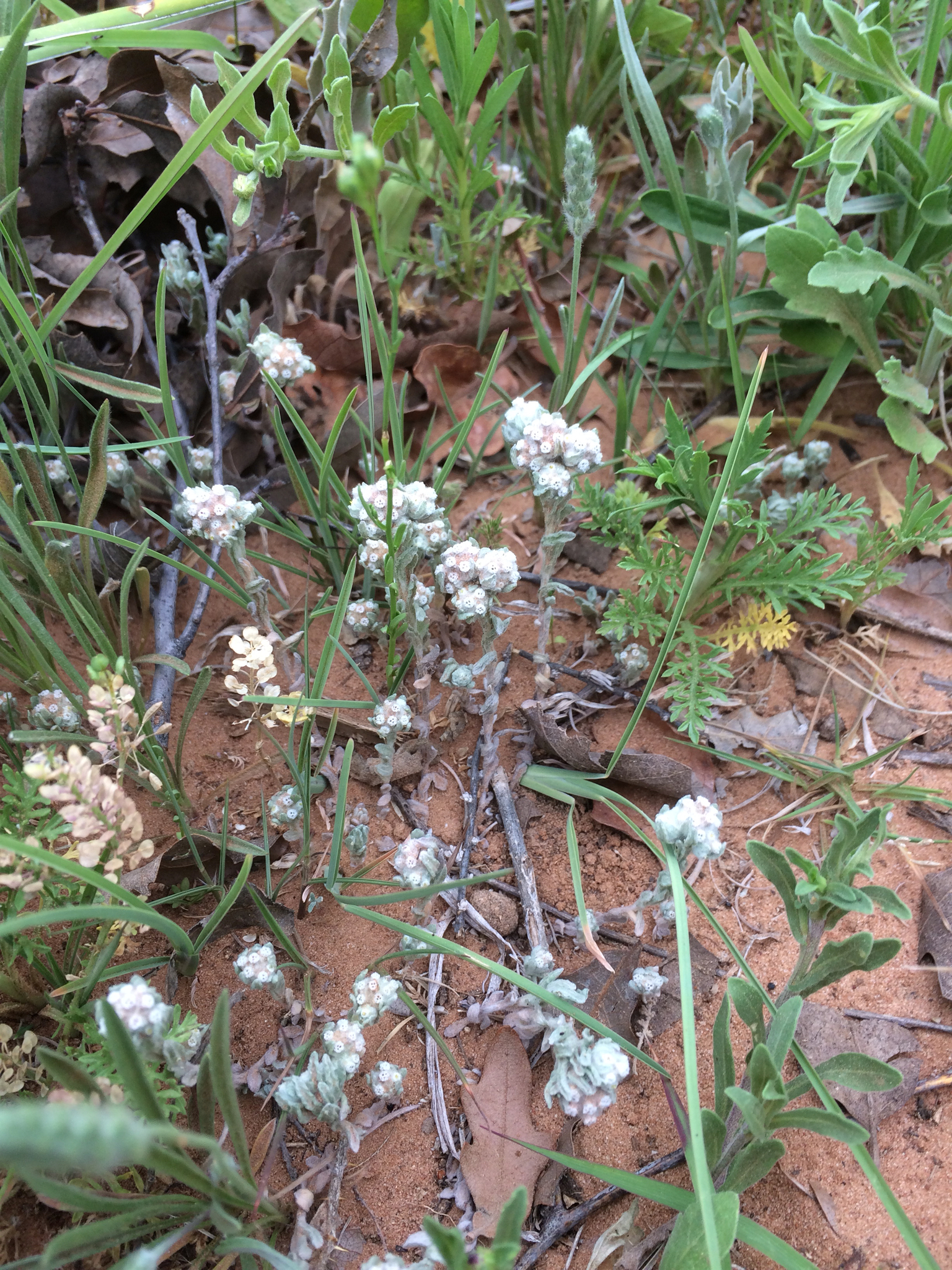 Diaperia verna var. verna