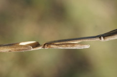 Elymus nodosus