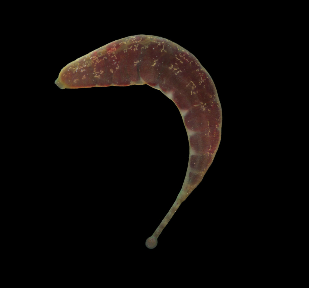 Gonimosobdella