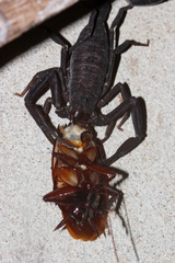 Tityus obscurus