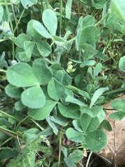 Trifolium microcephalum