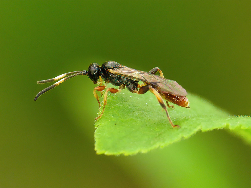 Homotherus